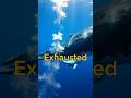 Why this whale birth is incredibly dangerous... 🩸🐋 #shorts  #ocean #explore #majestic #whale