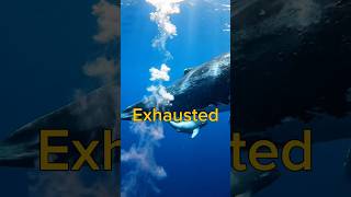 Why this whale birth is incredibly dangerous... 🩸🐋 #shorts  #ocean #explore #majestic #whale