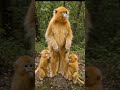 Golden Monkey With 2 Cute Baby Monkeys #animals #wildliferescue #wildlife #aivideo #shorts #ai