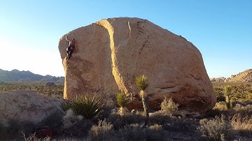 Young Plates* 🍽️ (V1 PG13) Flash - Joshua Tree