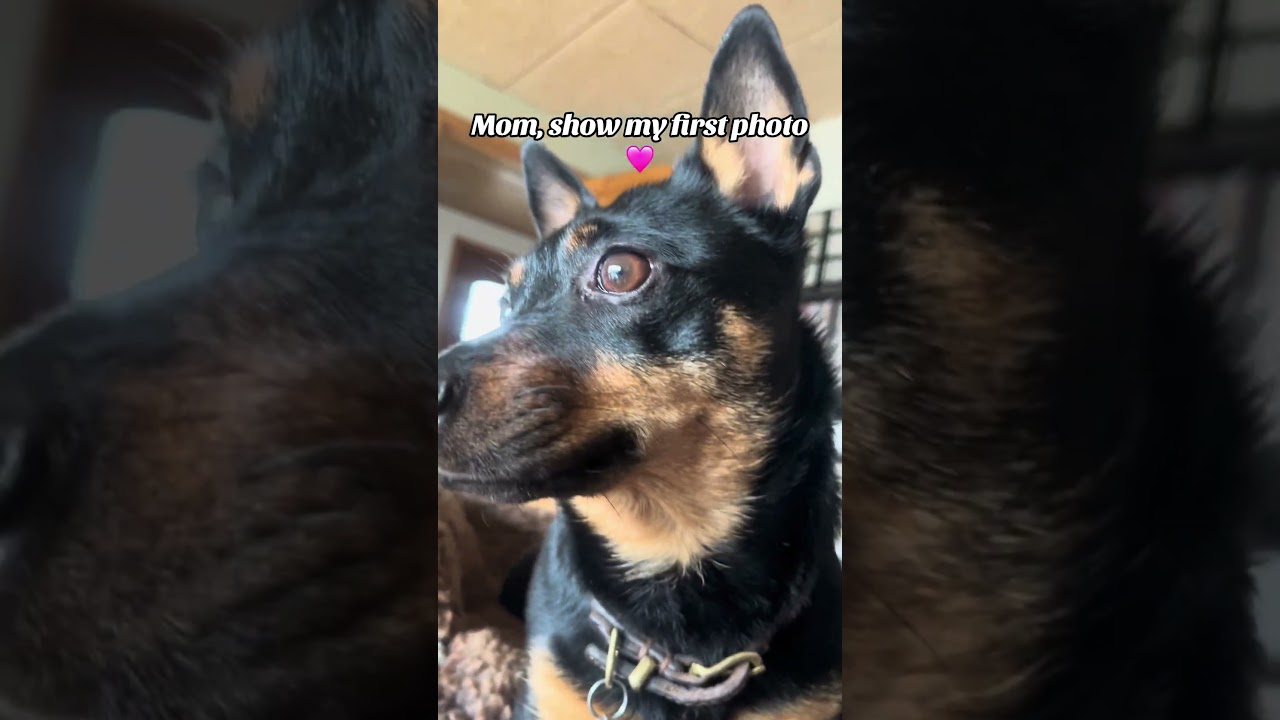 Adorable puppy photo 