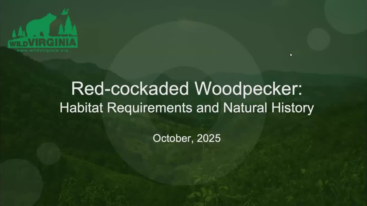 Red-cockaded Woodpecker: Habitat Requirements and Natural History