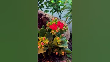 Updated my Leopard Gecko’s enclosure! New video coming soon! #reptiles #leopardgecko #bioactive