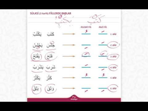 Sülasi (3 Harfli) Fillerde Bâblar Genel Anlatım | Arapçanın Anahtarı #80 | Arapça Dil Eğitimi