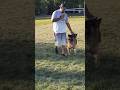 Can't Get Right K9: Getting ready for the Dog Extravaganza!#dog #pet #dogobedience #germanshepherd