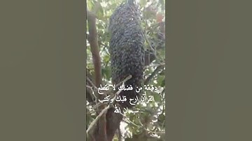 سورة النمل بصوت الشيخ داود حمزة صوت جميل و رائع
