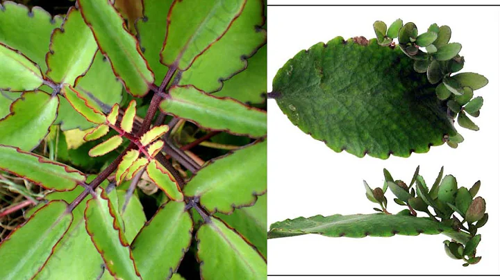 3 Ways To Grow Kalanchoe Pinnata || Kalanchoe Kata...
