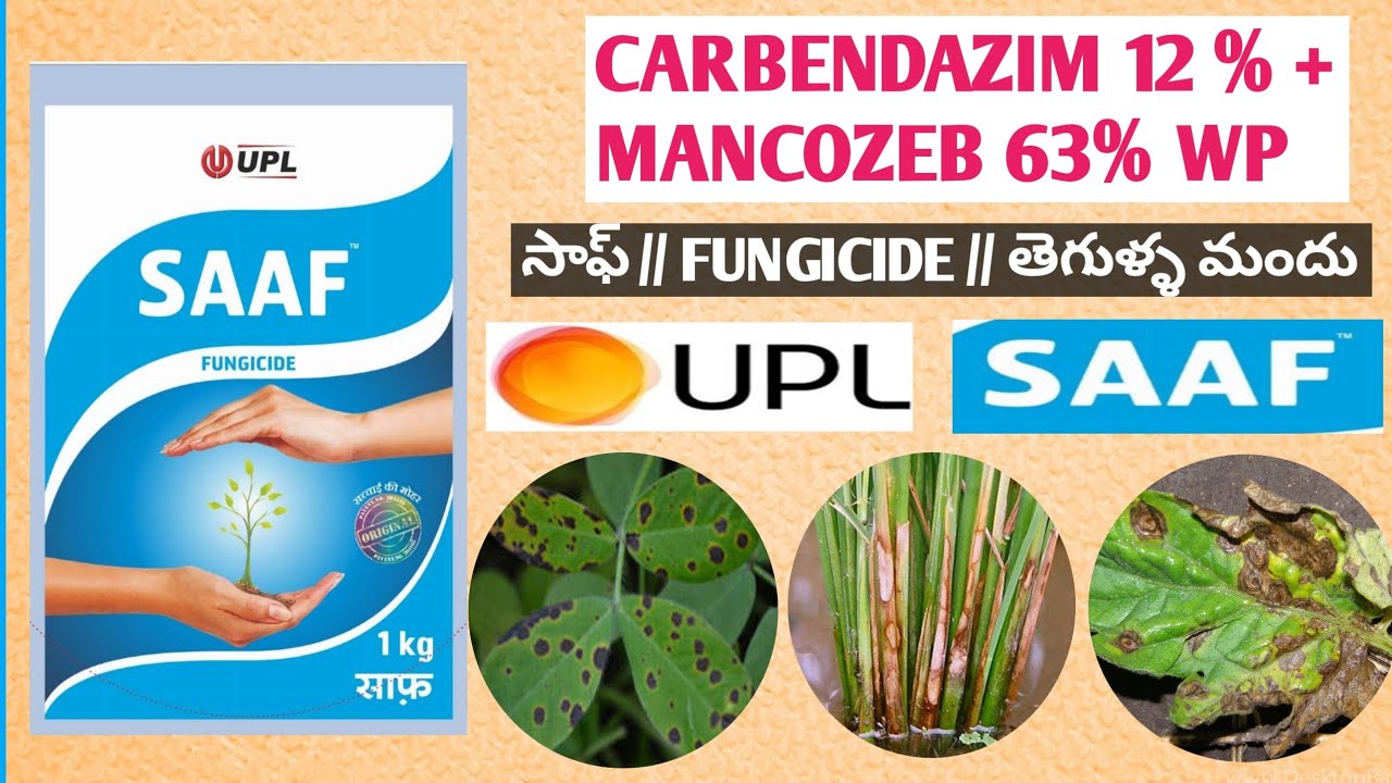 CARBENDAZIM 12 %+ MANCOZEB 63% WP // UPL SAAF సాఫ్ // FUNGICIDE తెగుళ్ళ మందు // FULL DETAILS//