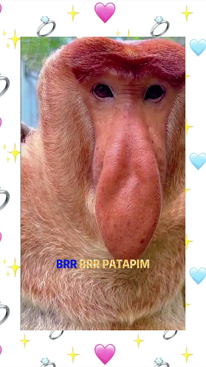Ballerina cappucina Tung tung sahur‼️#anomali #tungtungsahur#brainrot #meme #bismillahfyp