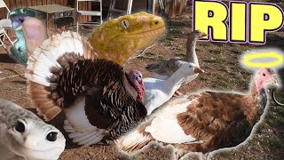 My Turkey Died Downsizing