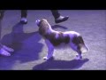 Суки Щенки/ National CKCS Club Show 2016, Puppy Bitches