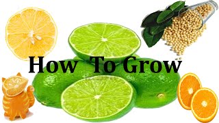 How to grow a LIME/Lemon/Orange/Citrus Tree Seedling from Seed Fast!