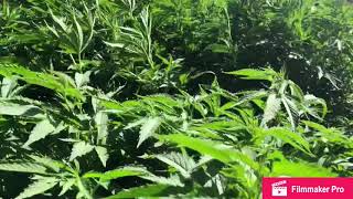 Quick update 2018 Outdoor Cannabis Grow