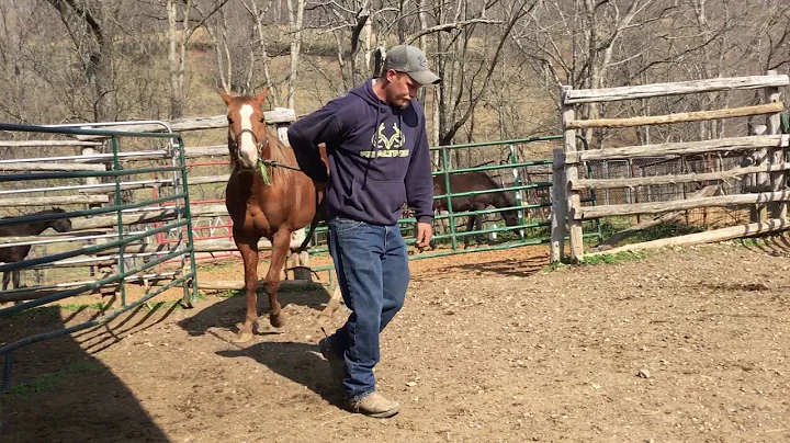 SOLD. 2046- sorrel QH gelding