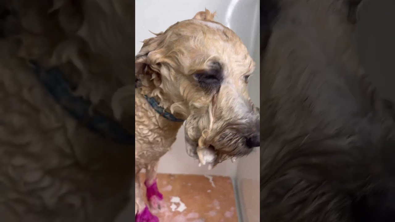 How To Wash Ur Dog At Home 