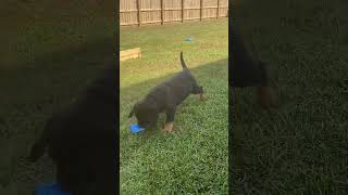 Rottweiler chewing on toy major 8 weeks