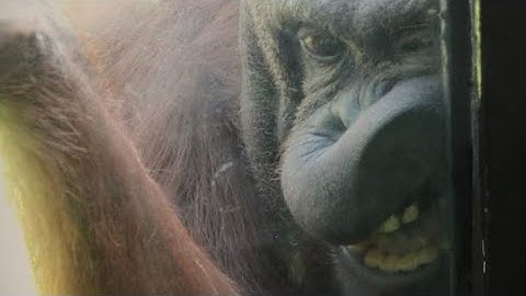 Fajar the baby orangutan with his dad at the toledo zoo