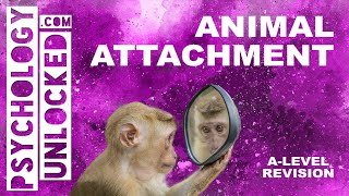 Animal Studies of Attachment (Lorenz and Harlow) - Attachment - Psychology A-Level Revision Tool