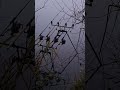 #silence #thelastride #fog #lake #carpfishing #nature #fishboat #fishingvideo #river #fishinglife