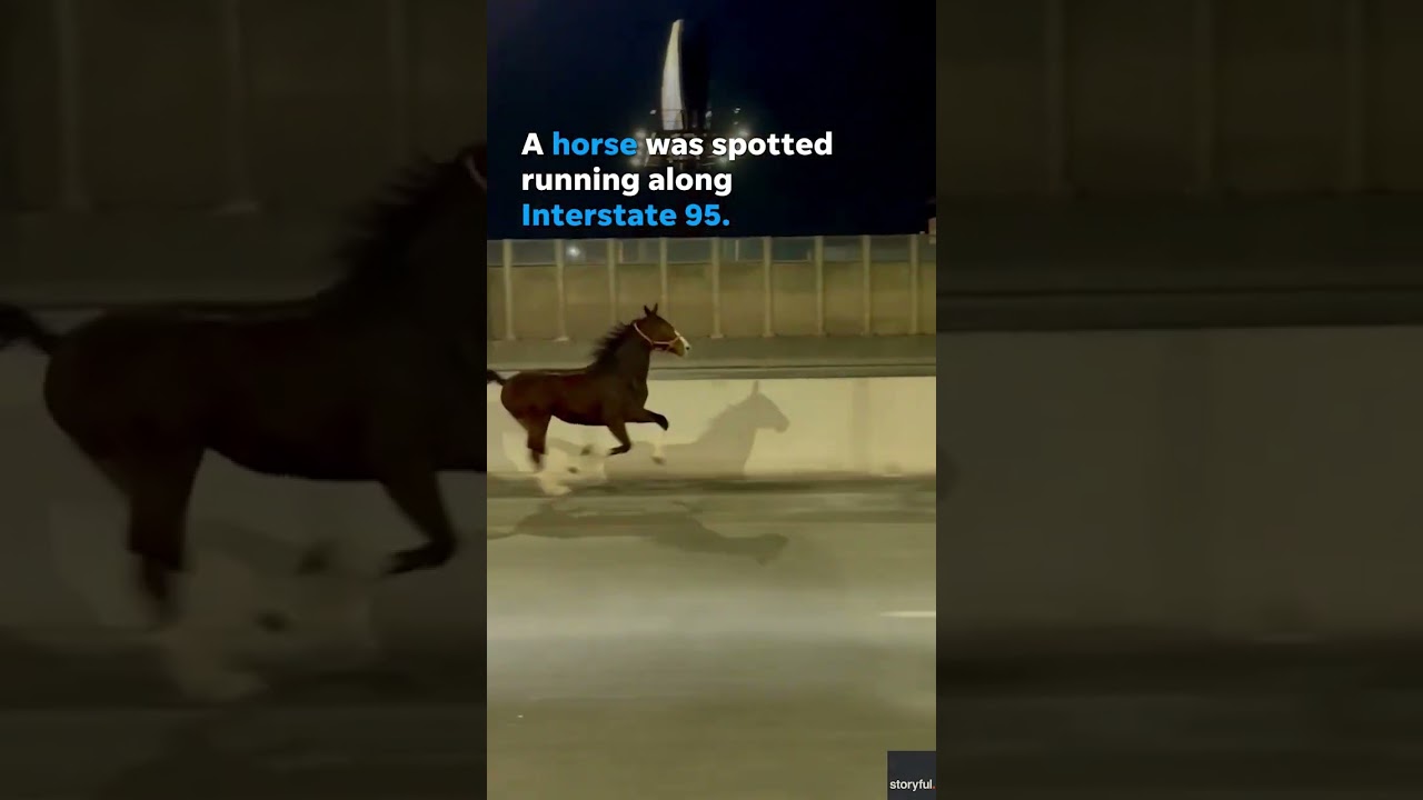 Watch: Horse gallops down Philadelphia interstate #Shorts
