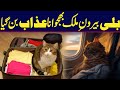 "Pakistani Man Struggles to Send Cat Abroad – Paperwork Issues!" | City42