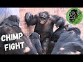 Baby chimp in danger as big female chimp fight breaks out