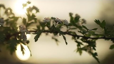 Blooming Tree Branch Stock Video
