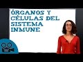 Órganos y células del sistema inmune