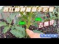 EP448 西红柿种植新手必看：去侧枝