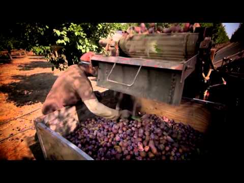 აგრო რჩევები (ანონსი)