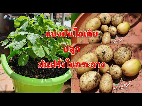 #How to grow potatoes in pots/แบ่งปันไอเดียปลูกมันฝรั่งในกระถางค่ะ/ อยู่หอก็ปลูกได้