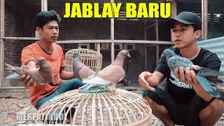 BURUNG MERPATI J4BL4Y M4Z R1Z4L