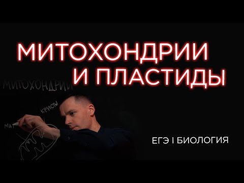 Видео: Разлика между митохондриите и хлоропласта