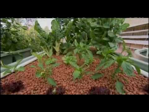 Backyard Aquaponics Garden gurus 2 - YouTube