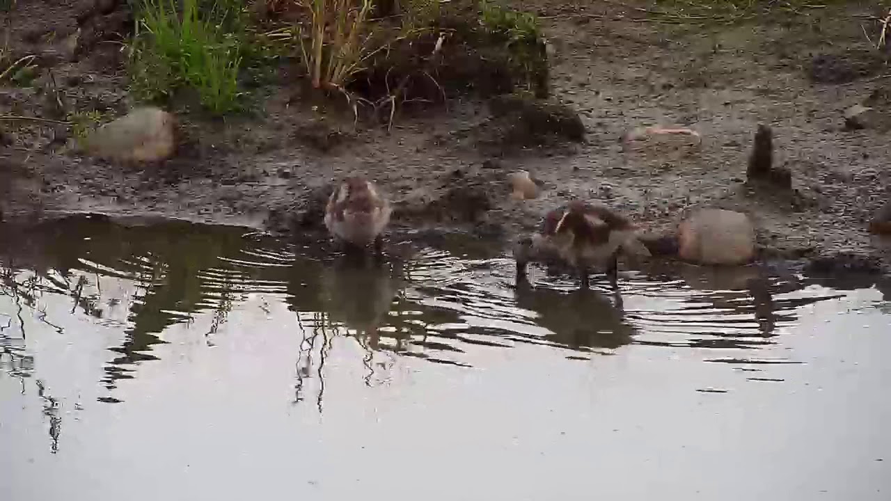 Djuma: Egyptian Goose family - 06:34 - 04/04/20 
