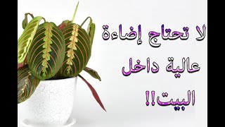 معلومات عن نبتة المارانتا(النبات المصلي)Marantha