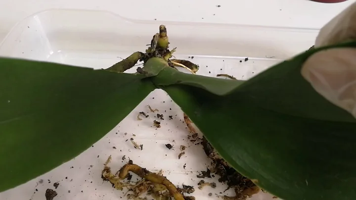 兰花  烂心烂根抢救03/07/2019 - 天天要闻