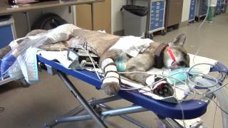 UF Veterinarians Repair An Endangered Florida Panther's Broken Leg