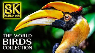 The World of Birds Collection in 8K TV 60fps ULTRA HD | 8K Nature Sound with Relaxing Music