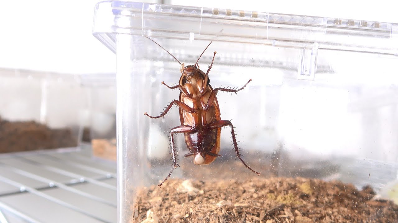 My pet cockroaches are multiplying on their own and it's becoming