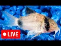 Fish Update: Livestream 19  - "I've Had a Very Eventful Week!"
