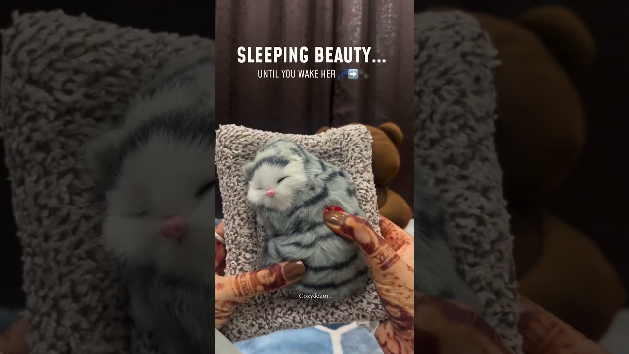 Sleeping Cat Simulation