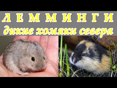 ЛЕММИНГИ - Дикие хомяки Севера