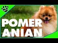 Pomeranian Dogs 101