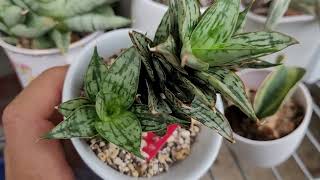 Saturday Balcony Garden Update 2023 / 07 / 16 by Thang Plants 509 views 9 months ago 13 minutes, 49 seconds