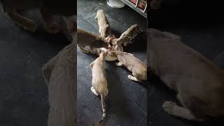 # little kittens  drinking milk together with very discipline