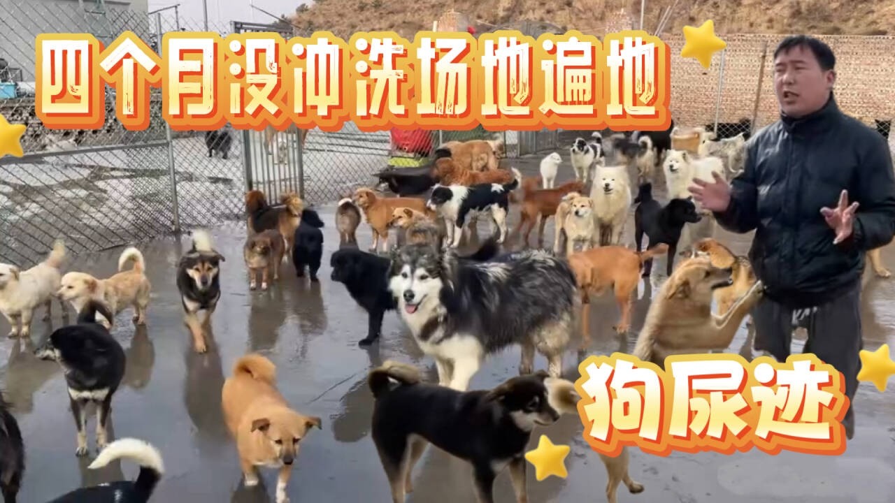 2026-2-27 Xiaoxu's Mountain Life with Dogs 流浪狗基地几百只狗狗，四个月没有打扫卫生，场地里面遍地狗屎狗尿。