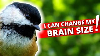 5 Superpowers of the Chickadee (You Won’t Believe #3!)