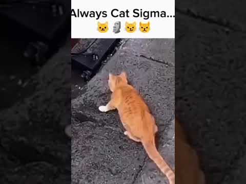 Always cat Sigma