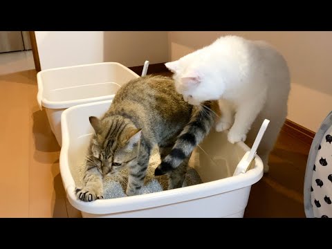 砂かけが下手な後輩猫にやり方を教える先輩猫！